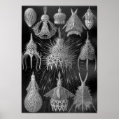 Ernst Haeckel Cyrtoidea Poster (Vorne)