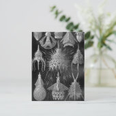 Ernst Haeckel Cyrtoidea Postkarte (Stehend Vorderseite)