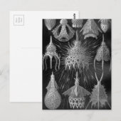 Ernst Haeckel Cyrtoidea Postkarte (Vorne/Hinten)