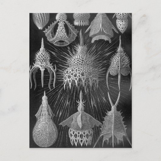 Ernst Haeckel Cyrtoidea Postkarte (Vorderseite)