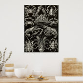 Ernst Haeckel - Decapoda Poster (Küche)