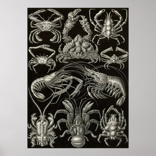 Ernst Haeckel - Decapoda Poster (Vorne)