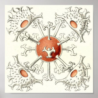 Ernst Haeckel - Design Detail Portfolio Poster