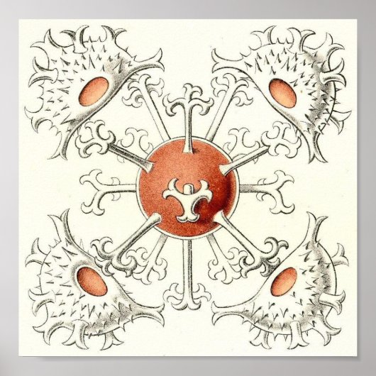 Ernst Haeckel - Design Detail Portfolio Poster (Vorne)
