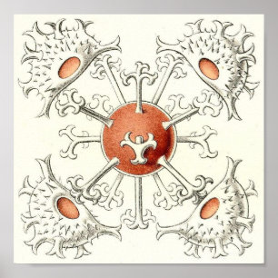 Ernst Haeckel - Desmidiea Detail-Portfolio-Plakat Poster