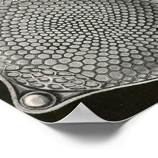 Ernst Haeckel - Diatomea2 Poster (Ecke)