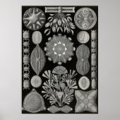 Ernst Haeckel - Diatomea2 Poster (Vorne)