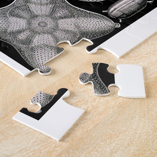 Ernst Haeckel Diatomea Puzzle (Seite)