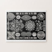 Ernst Haeckel Diatomea Puzzle (Horizontal)