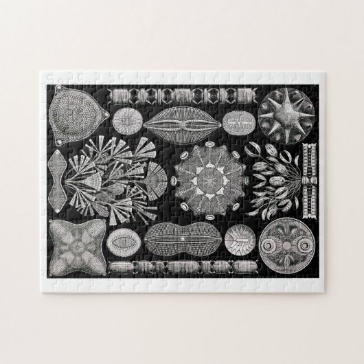 Ernst Haeckel Diatomea Puzzle (Horizontal)
