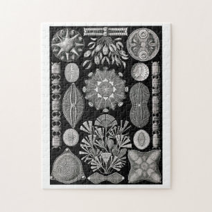 Ernst Haeckel Diatomea Puzzle