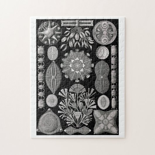 Ernst Haeckel Diatomea Puzzle (Vertikal)