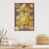 Ernst Haeckel - Discomedusae3 Poster (Küche)
