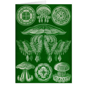 Ernst Haeckel - Discomedusae4