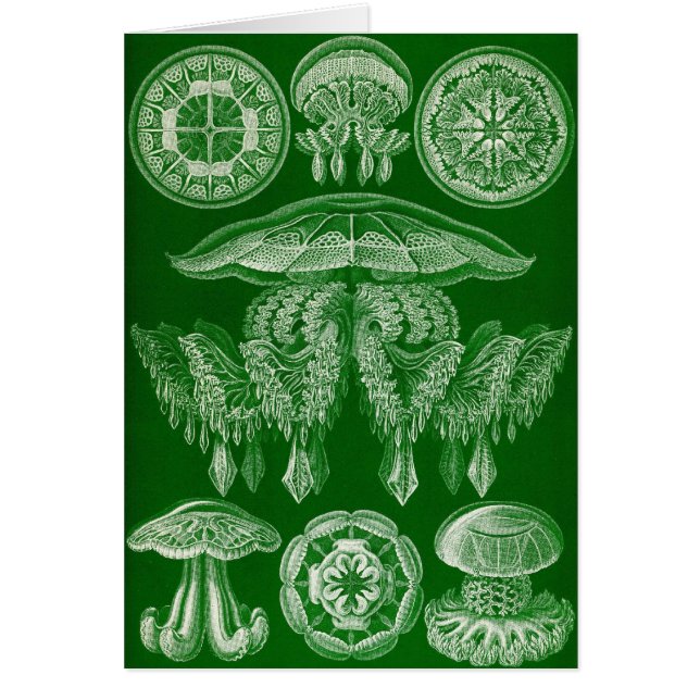 Ernst Haeckel - Discomedusae4 (Vorne)