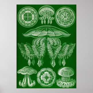 Ernst Haeckel - Discomedusae4 Poster