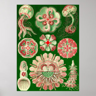 Ernst Haeckel - Discomedusae5 Poster