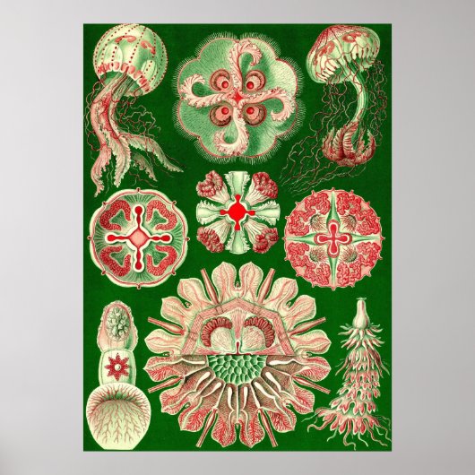 Ernst Haeckel - Discomedusae5 Poster (Vorne)