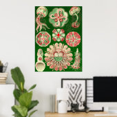 Ernst Haeckel - Discomedusae5 Poster (Heimbüro)