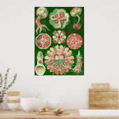 Ernst Haeckel - Discomedusae5 Poster (Küche)