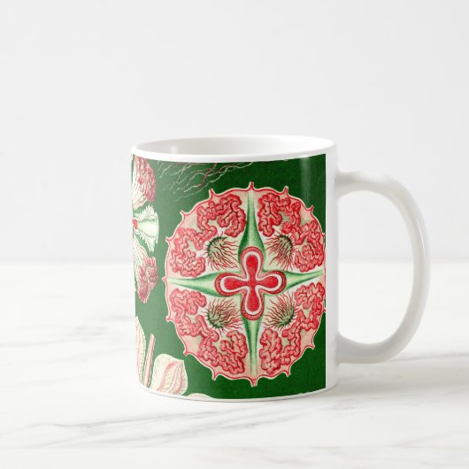 Ernst Haeckel Discomedusae (Aurelia) Kaffeetasse (Rechts)