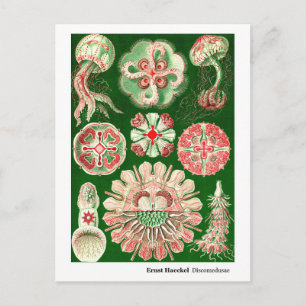 Ernst Haeckel Discomedusae (Aurelia) Neue Adresse Ankündigungspostkarte