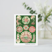 Ernst Haeckel Discomedusae (Aurelia) Neue Adresse Ankündigungspostkarte (Stehend Vorderseite)