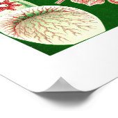 Ernst Haeckel Discomedusae (Aurelia) Poster (Ecke)