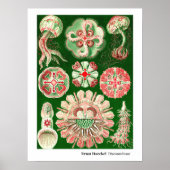 Ernst Haeckel Discomedusae (Aurelia) Poster (Vorne)