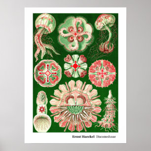 Ernst Haeckel Discomedusae (Aurelia) Poster