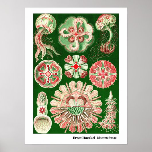 Ernst Haeckel Discomedusae (Aurelia) Poster (Vorne)