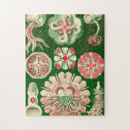 Ernst Haeckel Discomedusae (Aurelia) Puzzle