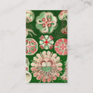 Ernst Haeckel Discomedusae (Aurelia) Visitenkarte
