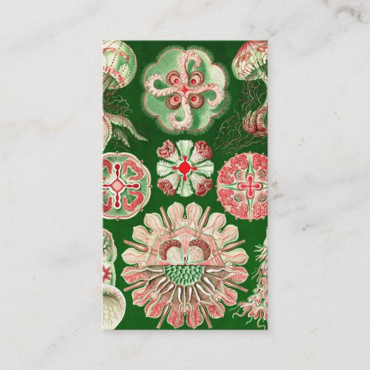 Ernst Haeckel Discomedusae (Aurelia) Visitenkarte (Vorderseite)
