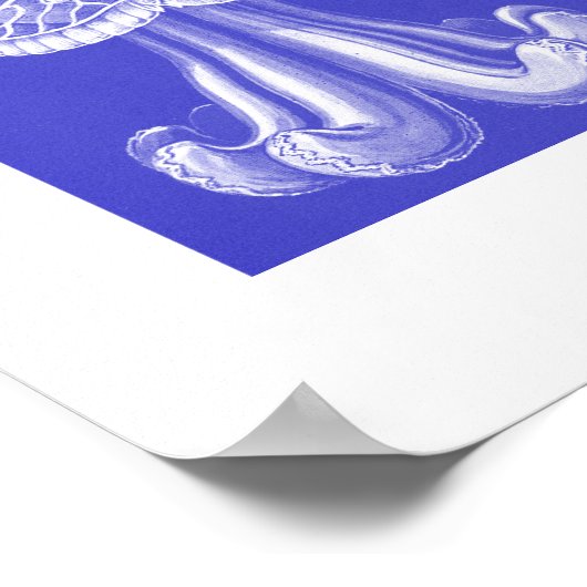 Ernst Haeckel Discomedusae III Poster (Ecke)