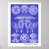 Ernst Haeckel Discomedusae III Poster (Vorne)