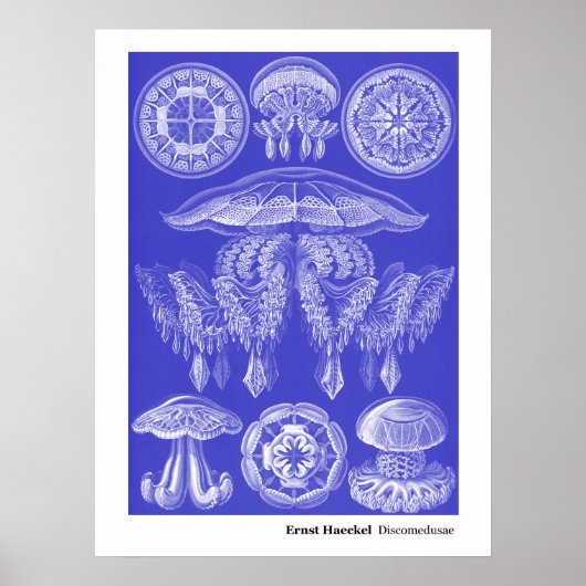 Ernst Haeckel Discomedusae III Poster (Vorne)