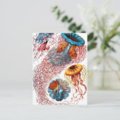 Ernst Haeckel Discomedusae Jellyfish Postkarte (Stehend Vorderseite)