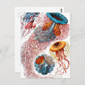 Ernst Haeckel Discomedusae Jellyfish Postkarte (Vorne/Hinten)