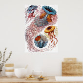 Ernst Haeckel Discomedusae Poster (Küche)