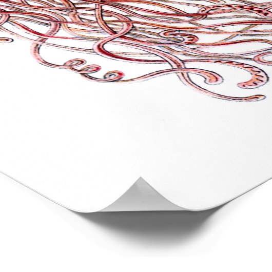 Ernst Haeckel Discomedusae Poster (Ecke)