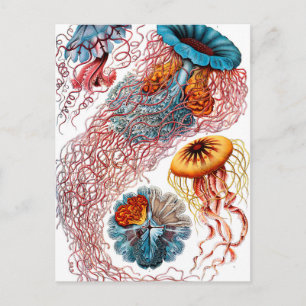 Ernst Haeckel Discomedusae Quallen Postkarte