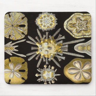 Ernst Haeckel - Echinidea Mausunterlage Mousepad