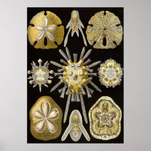 Ernst Haeckel - Echinidea Poster