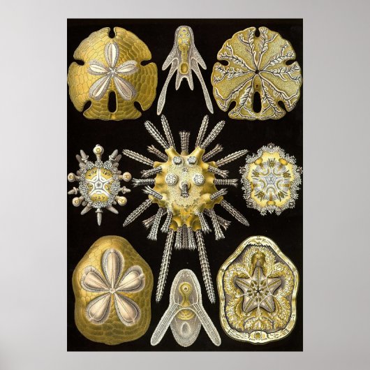 Ernst Haeckel - Echinidea Poster (Vorne)