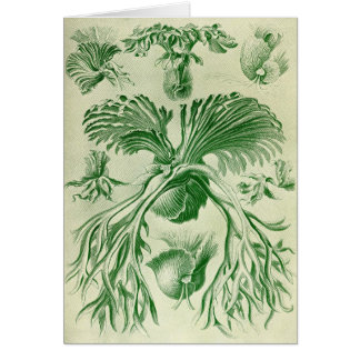 Ernst Haeckel - Filicinae