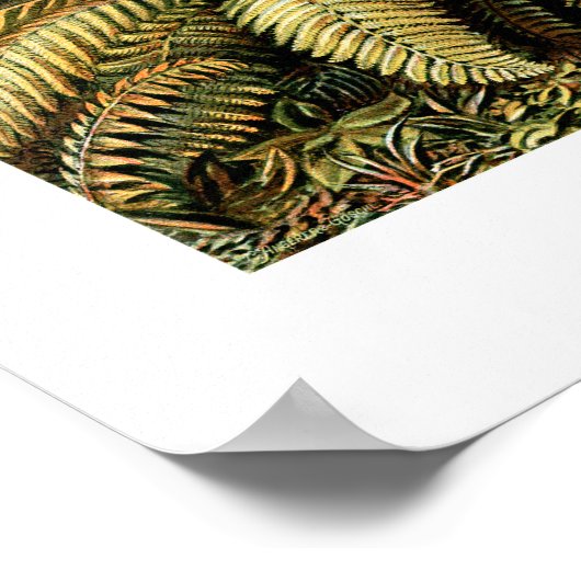 Ernst Haeckel Filicinae Poster (Ecke)