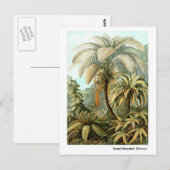 Ernst Haeckel Filicinae Postkarte (Vorne/Hinten)