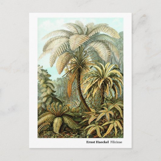 Ernst Haeckel Filicinae Postkarte (Vorderseite)