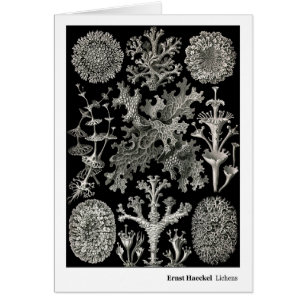 Ernst Haeckel-Flechten